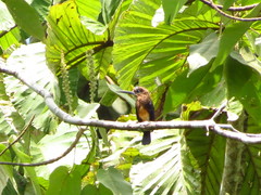 Brachygalba lugubris