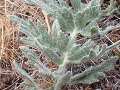 Balsamorhiza lanata