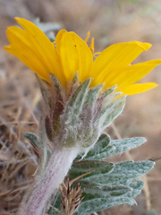 Balsamorhiza lanata
