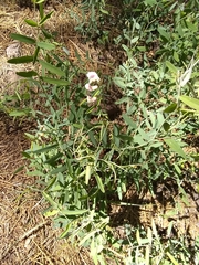 Lathyrus lanszwertii