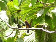 Brachygalba lugubris