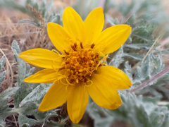Balsamorhiza lanata