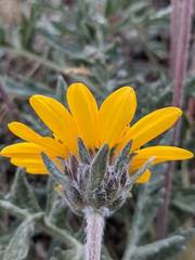 Balsamorhiza lanata