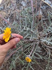 Balsamorhiza lanata