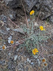 Balsamorhiza lanata