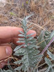 Balsamorhiza lanata