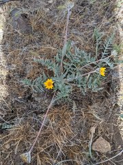 Balsamorhiza lanata