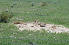 Vulpes velox