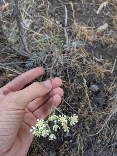 Carrotleaf Horkelia (Horkelia daucifolia)