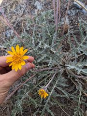 Balsamorhiza lanata