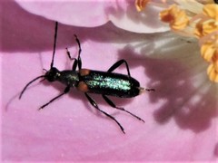 Grammoptera militaris