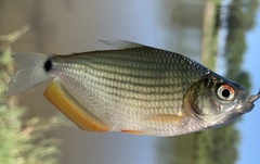 Common Ipau photo 2