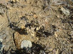 Dracocephalum pinnatum