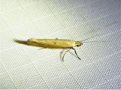 Ypsolopha unicipunctella