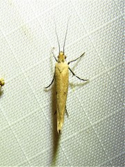 Ypsolopha unicipunctella