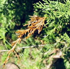 Diaporthe juniperivora