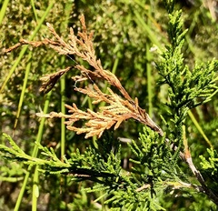 Diaporthe juniperivora