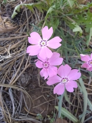Phlox woodhousei