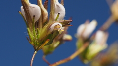 Cordylanthus rigidus setigerus