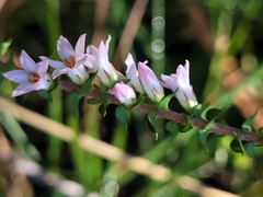 Epacris pulchella