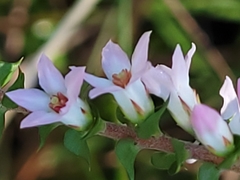 Epacris pulchella