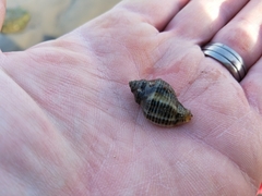Buccinidae