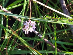 Epacris pulchella