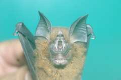Rhinolophus arcuatus