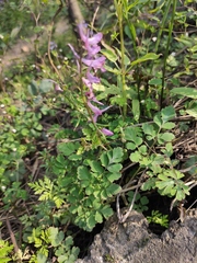 Corydalis sheareri