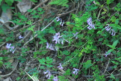 Corydalis edulis