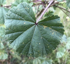 Puccinia malvacearum