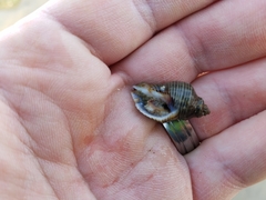 Buccinidae
