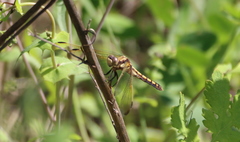 Orthetrum lineostigma