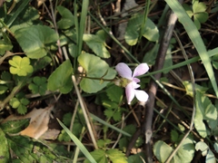 Viola hamiltoniana