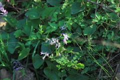 Corydalis edulis