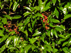 Mischocarpus australis