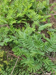 Pterocarya stenoptera