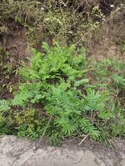 Pterocarya stenoptera