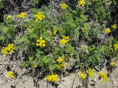 Lomatium grayi