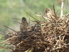 Phacellodomus rufifrons