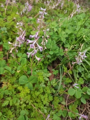 Corydalis edulis