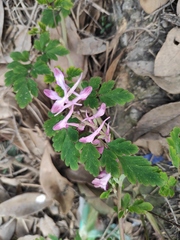 Corydalis edulis