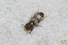 Lepidocnemeplatia sericea