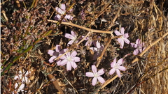 Stephanomeria exigua exigua