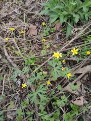 Ranunculus ternatus