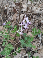 Corydalis edulis