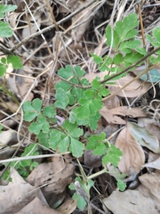 Corydalis edulis