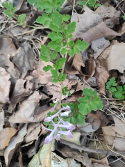 Corydalis edulis
