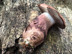 Gyroporus australiensis