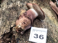 Gyroporus australiensis